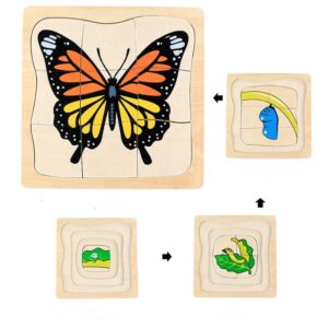cycle de vie - papillon
